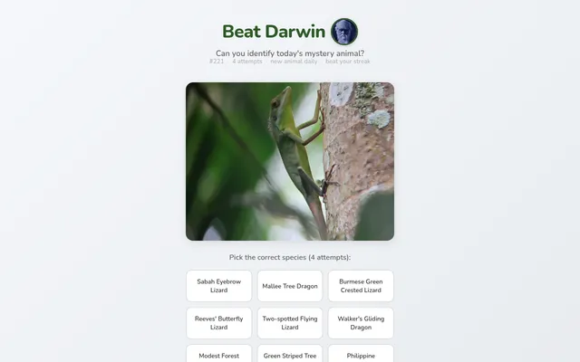 Beat Darwin puzzle #221 on a desktop: a photo of a green lizard climbing a tree trunk, above the species to choose from such as Sabah Eyebrow Lizard and Mallee Tree Dragon
