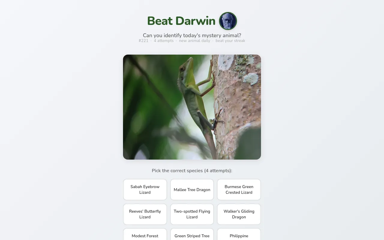 Beat Darwin puzzle #221 on a desktop: a photo of a green lizard climbing a tree trunk, above the species to choose from such as Sabah Eyebrow Lizard and Mallee Tree Dragon