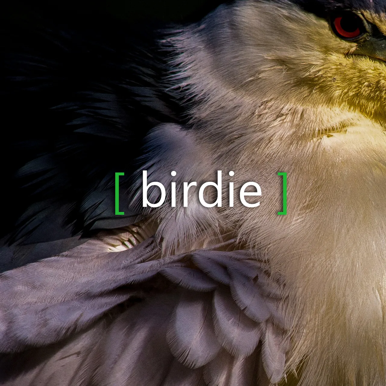 The birdie wordmark over a close crop of a night heron's red eye and feathers