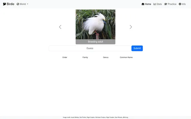 The Birdle board set to the World region: a photo of a white egret with breeding plumes labelled Breeding adult, a guess box with a Submit button, and the Order, Family, Genus and Common Name columns