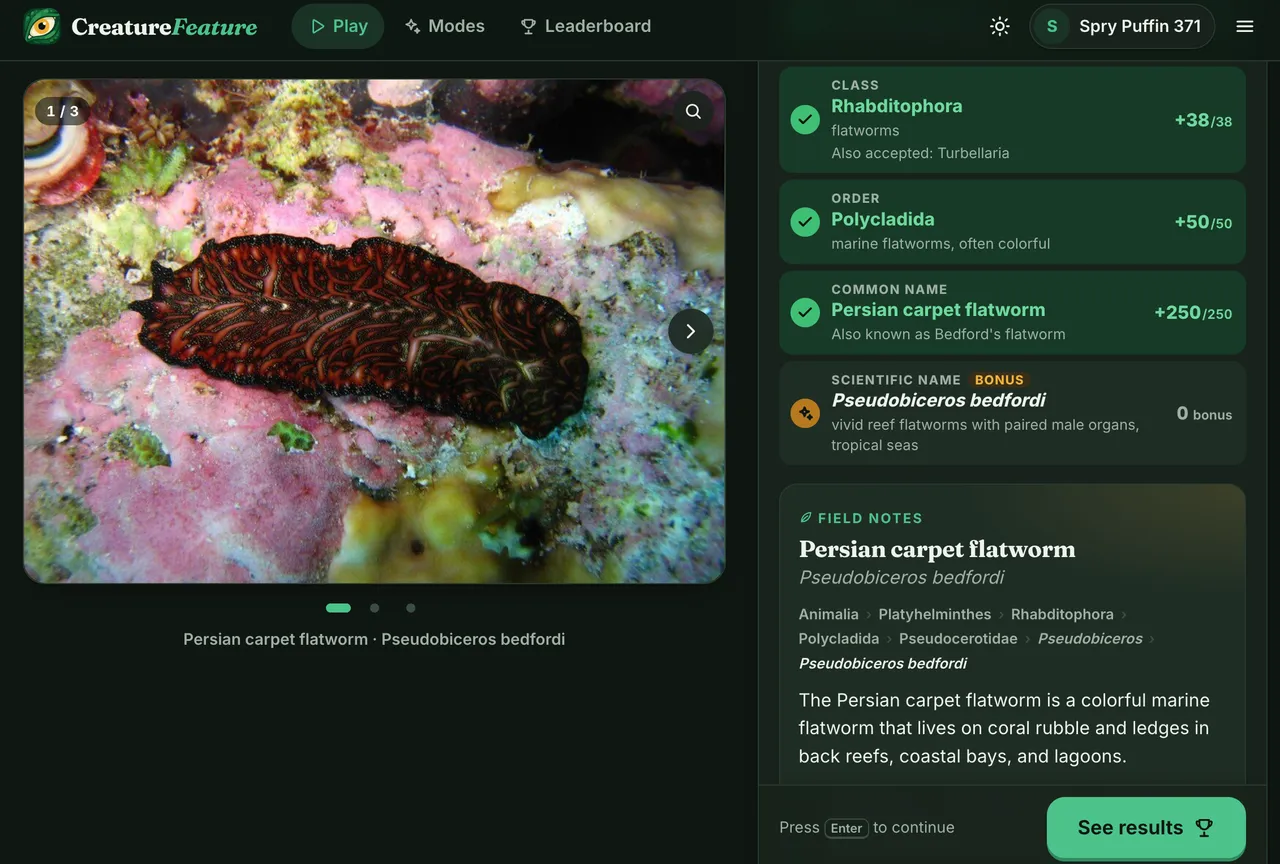 CreatureFeature results for the Persian carpet flatworm, Pseudobiceros bedfordi, with points per step and field notes giving its full classification