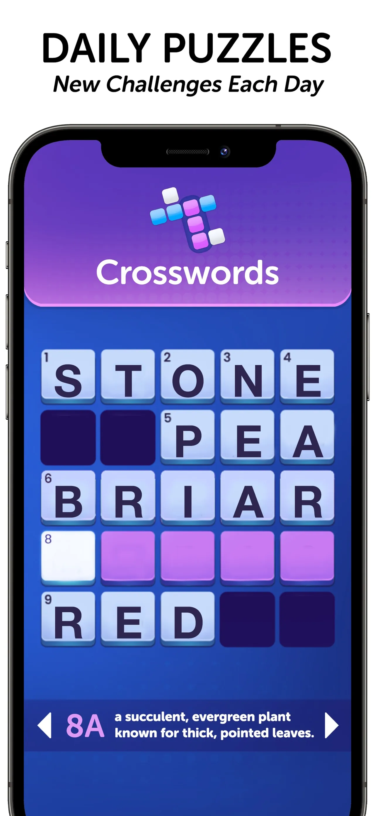 Daily Wordplay Mini Crossword: a 5x5 grid with STONE, PEA, BRIAR and RED filled in and the clue 8A, a succulent evergreen plant known for thick, pointed leaves