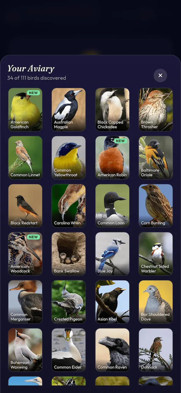 Darn Dawn Birds Aviary showing 34 of 111 birds discovered as a grid of bird photos