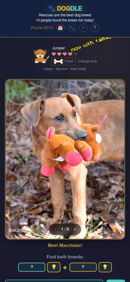 Dogdle on a phone: the day's dog photo with the two breed slots and hint bulbs below it