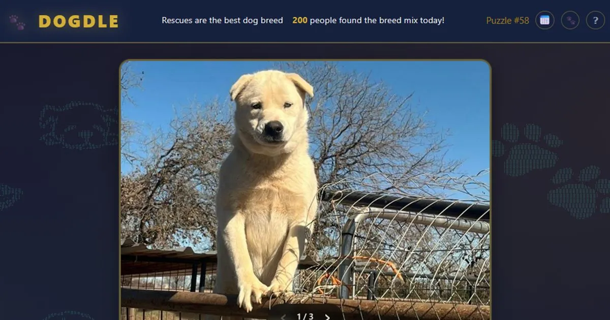 Dogdle game screen with a photo of a cream-coloured shelter puppy standing on a fence