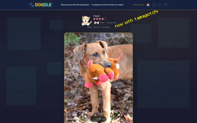 Dogdle puzzle #215 on a desktop: today's shelter dog Macchiato, a tan pup holding a plush toy, under the pixel pet and the puzzle number