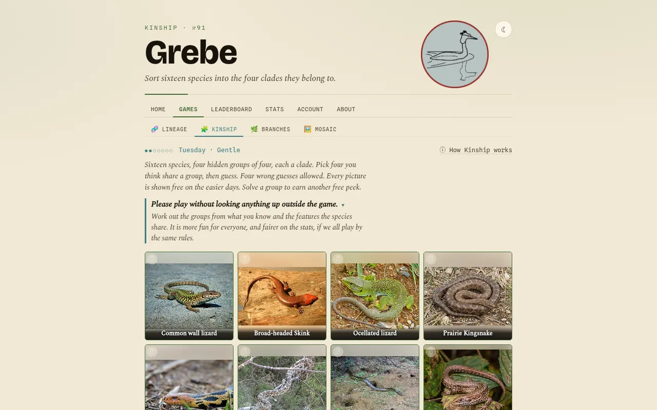 Grebe's Kinship daily No. 91: photo cards of lizards, skinks and snakes to sort into four hidden clades