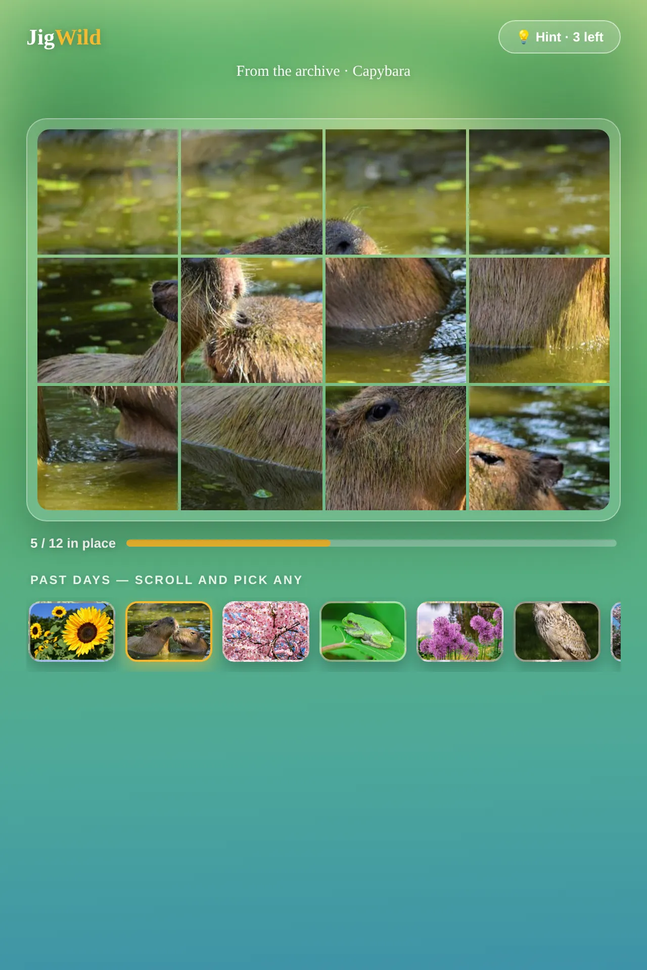 JigWild board with a capybara photo split into twelve muddled pieces, 5 of 12 in place, a hint button and a strip of past days below