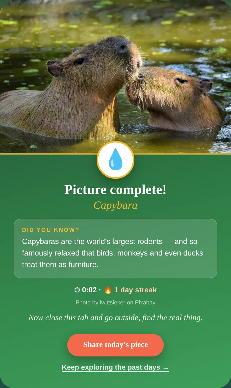 JigWild picture complete card: two capybaras in water, a Did you know fact, time and streak, and a Share today's piece button