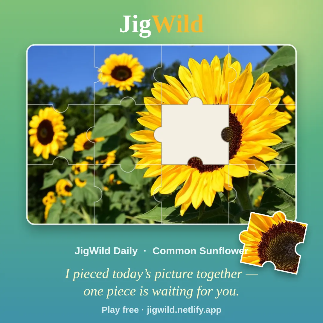 JigWild Daily share image of a sunflower photo jigsaw with one piece missing