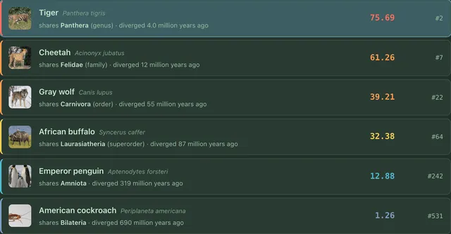 Six Speciedle guesses ranked against the mystery species: Tiger scores 75.69 at #2 sharing Panthera, down to American cockroach at 1.26 and #531